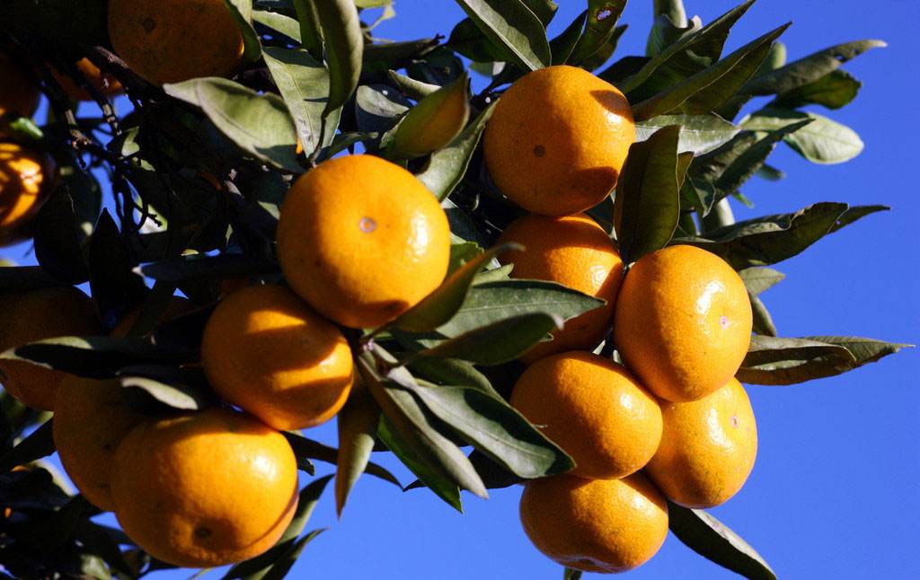 国际柑橘种植行业现状及发展趋势分析