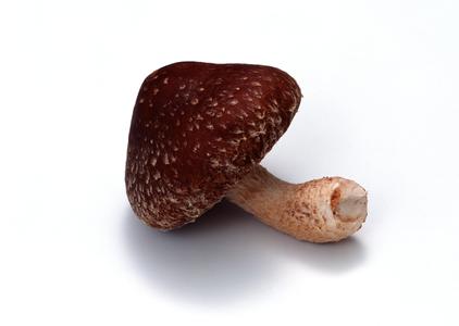 2017.12.12山西香菇批发价格行情趋势预测分析