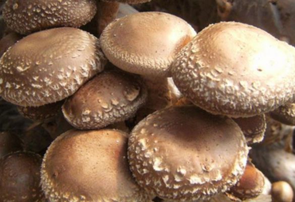 2017.12.14日京津冀香菇价格 鲜香菇批发价格行情分析报告