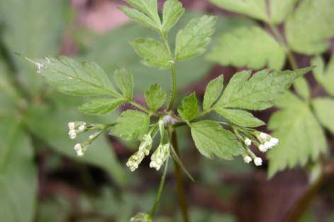 2017年香根芹行业分析报告 香根芹市场行情分析