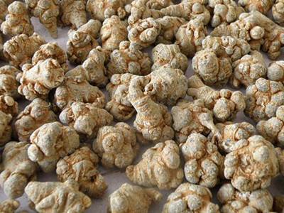 安国市场调研三七行情回升 三七市场价格行情分析报告