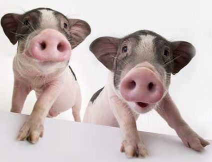 2018年猪用兽药市场需求分析