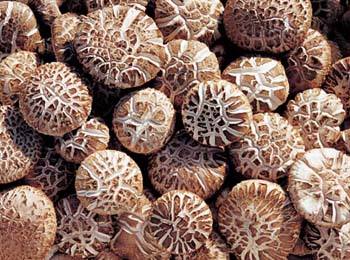 2018.1.26北京花菇市场价格 北京花菇市场行情报告