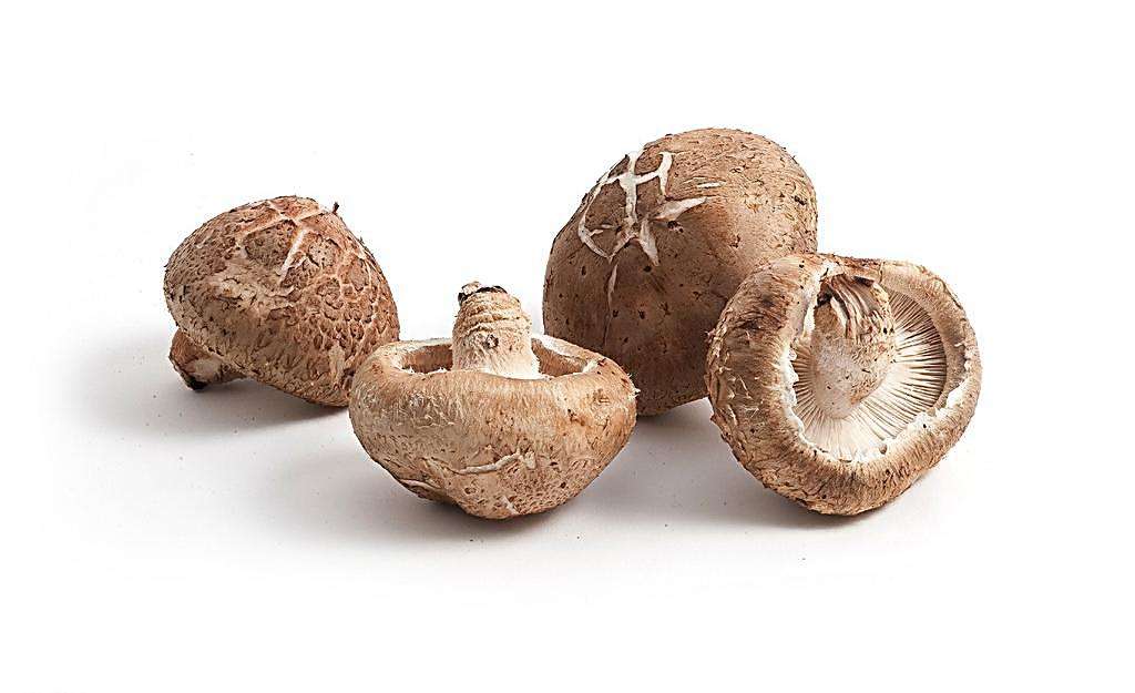 香菇价格市场行情报告 香菇市场行情分析报告2018.1.31日