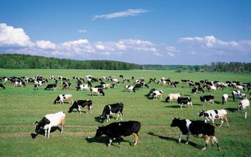 畜牧业市场调研公司 畜牧业投资研究报告