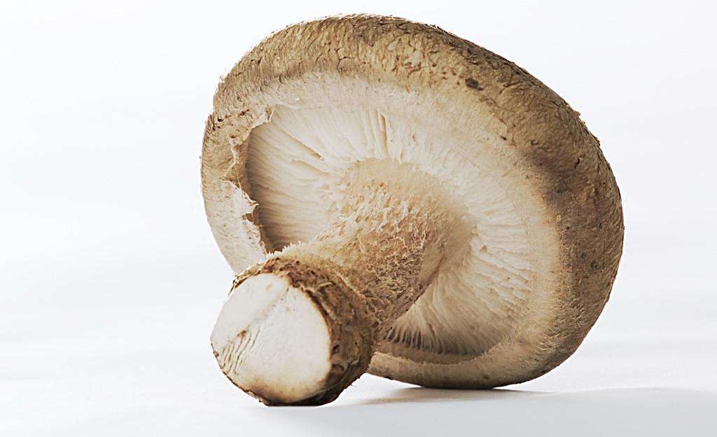 北京香菇价格 鲜香菇批发价格2018.3.13