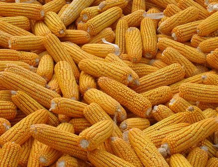 山东玉米价格市场行情分析报告 山东玉米价格市场行情下调趋势2018.3.13