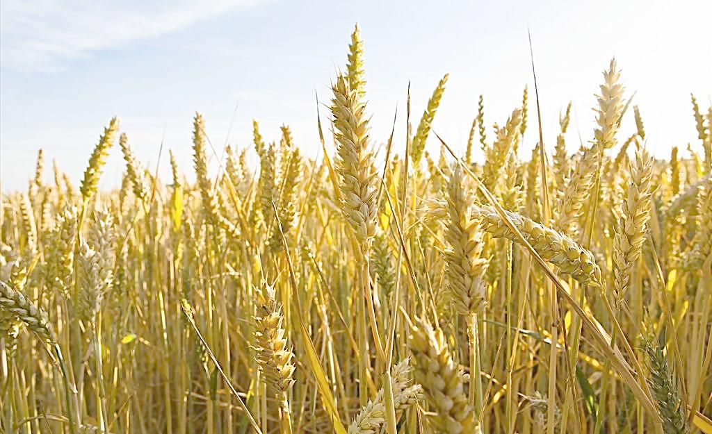 小麦市场行情报告 国内小麦市场行情分析报告2018