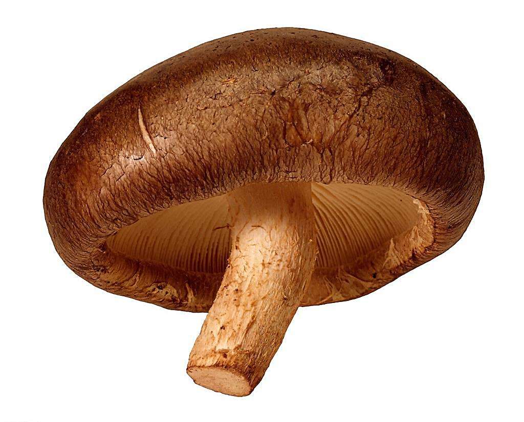 香菇价格行情分析报告 香菇价格市场行情分析报告2018.3.22