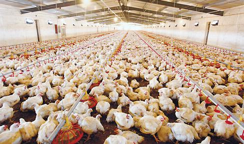 肉鸡养殖行情市场分析报告 2018肉鸡养殖市场行情分析报告