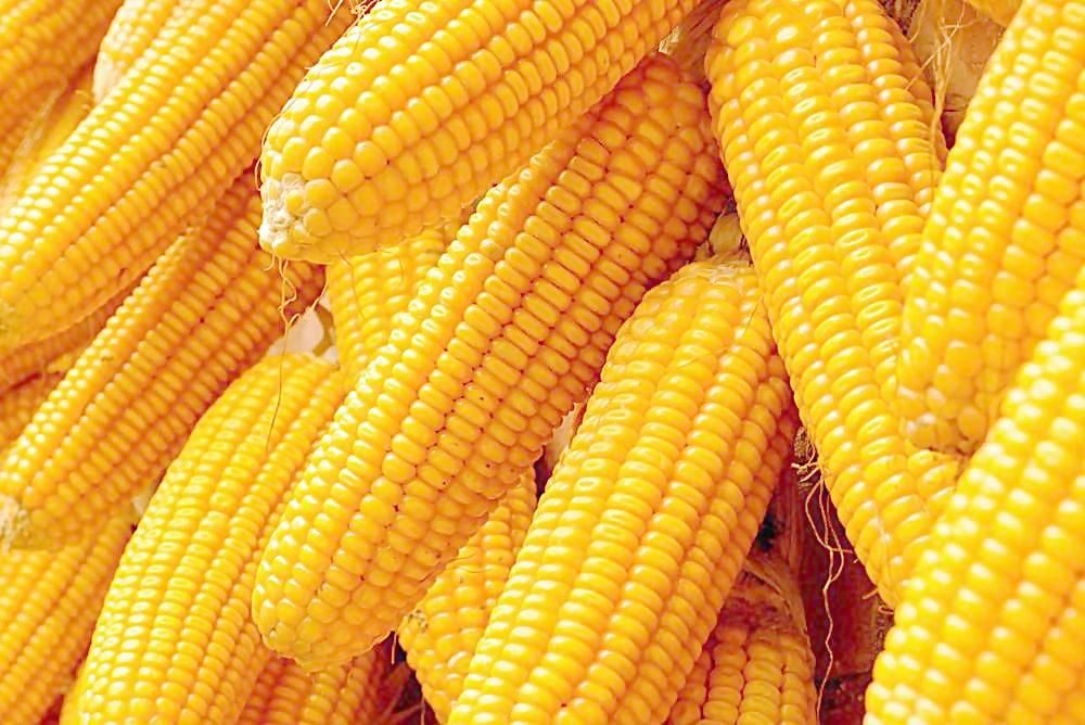 河北玉米价格市场行情分析报告 河北玉米最新价格2018.4.4