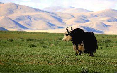 牦牛奶行业调研报告 中国牦牛乳产业市场发展研究报告2018