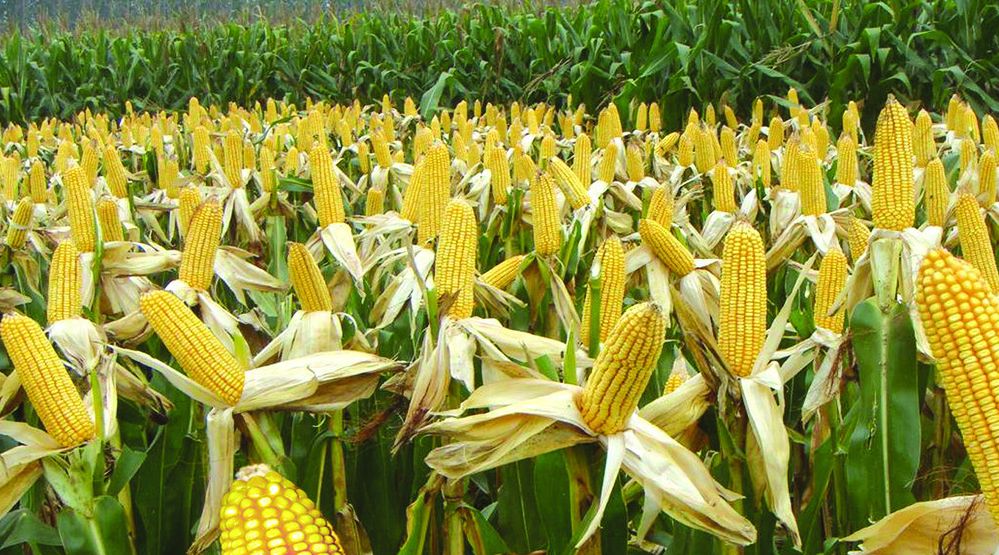 玉米行情市场分析预测报告 玉米最新价格2018.4.8日