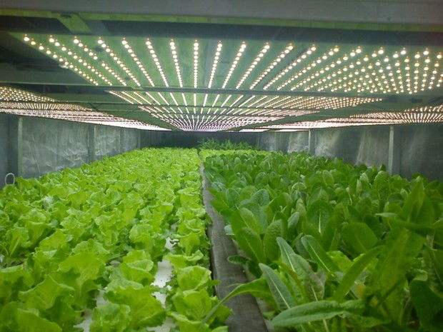 led植物照明行业调查分析报告 中国led植物照明市场发展研究报告