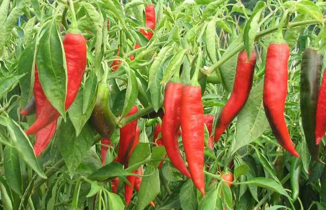 部分地区辣椒价格 红辣椒的价格 最新辣椒价格2018.4.11日