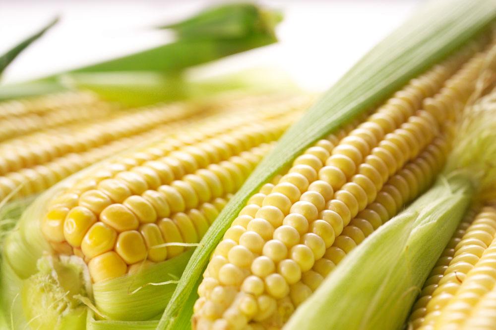 河北区域玉米最新价格 今天玉米价格市场分析预测报告2018.4.11