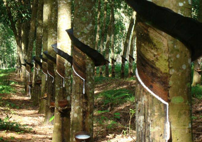 橡胶行业报告 2018年天然橡胶行情分析预测报告