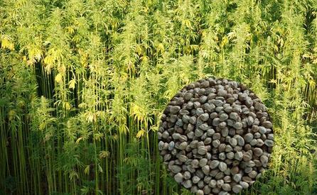 工业大麻全球市场分析及行业现状与市场发展趋势分析研究报告2018