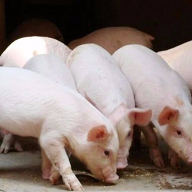 生猪养殖一头猪亏200元 生猪养殖公司二季度业绩增速放缓