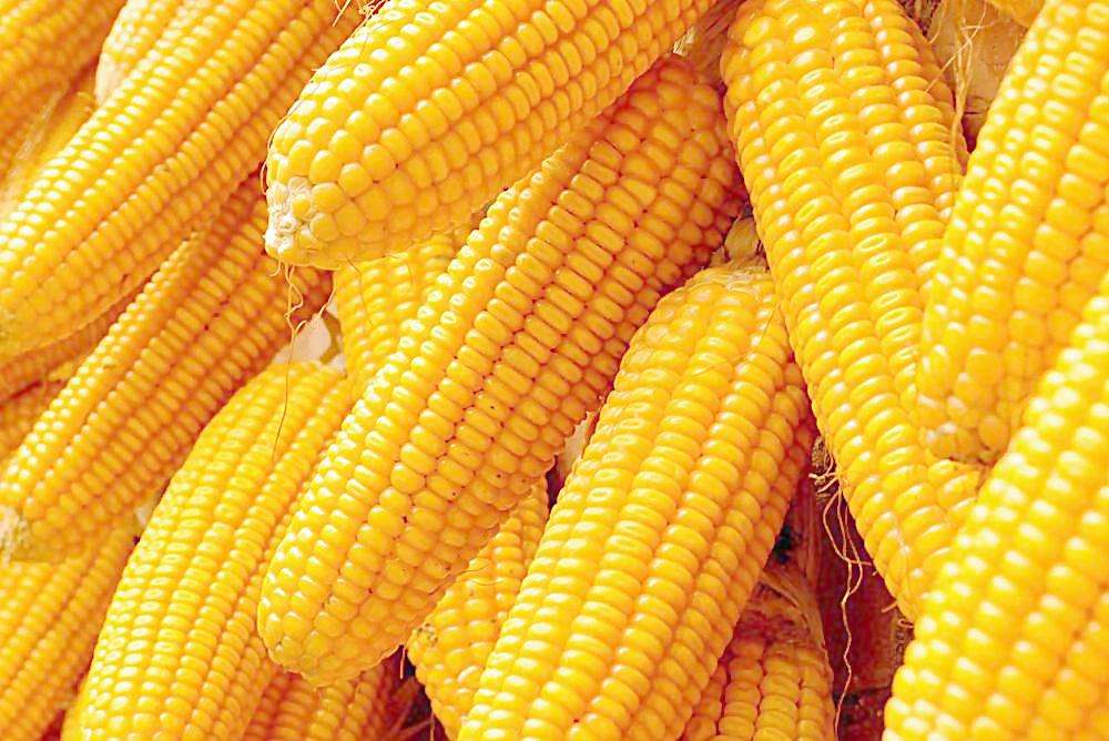 2018年6月12日河北省玉米价格行情 河北玉米价格市场行情