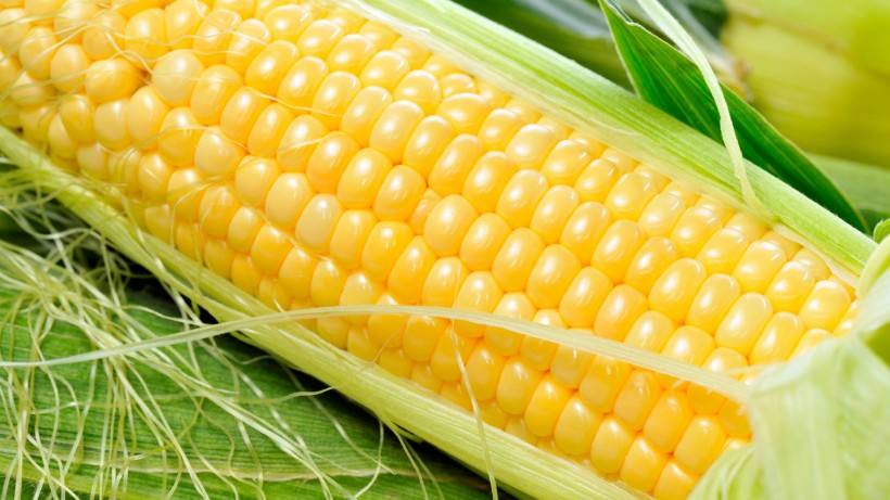 2018年6月20日山东今日玉米价格行情分析报告