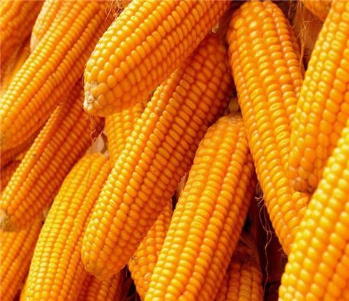 2018年7月3日云南玉米价格行情分析报告