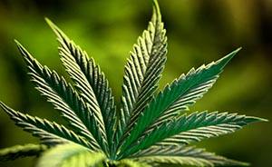 全球工业大麻行业发展趋势及美国工业大麻行情分析报告2019年