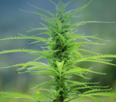 中国工业大麻产业调研报告及工业大麻产业发展存在的问题
