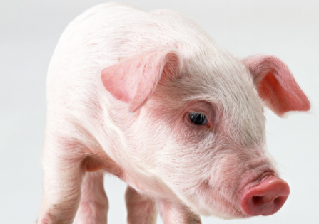 2018年下半年猪价预测分析 猪价行情预测分析报告