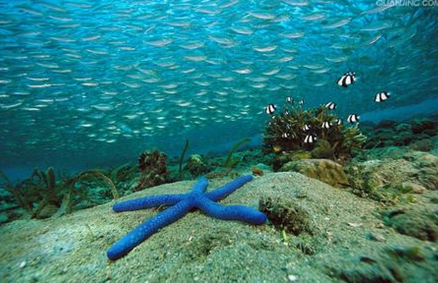 海底电缆行业现状分析及全球海底电力市场需求分析预测报告2019