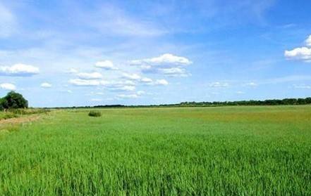 2019年中国牧草行业现状调研及市场需求与供给情况研究分析