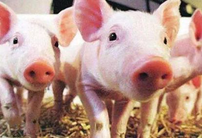 2019年8月16日华北区域生猪价格走势 今日猪价行情预测