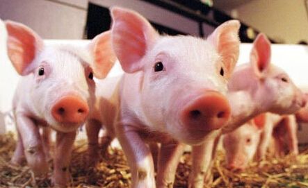 2019年9月16日京津冀生猪市场价格 今日猪价行情预测