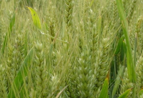 2019中国小麦种植行业市场发展现状深度研究分析