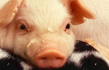 2020年5月29日猪肉价格涨幅回落 猪肉价格今日价